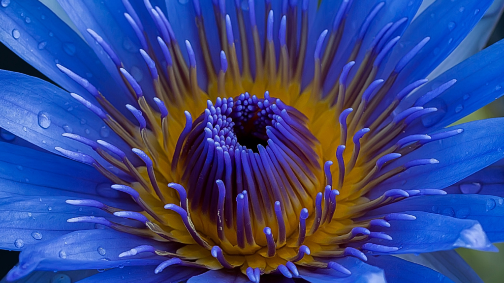 Blue Lotus Close-Up