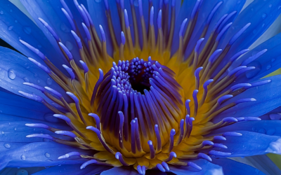 How To Use Blue Lotus: A Beginner’s Guide To Every FormatÂ
