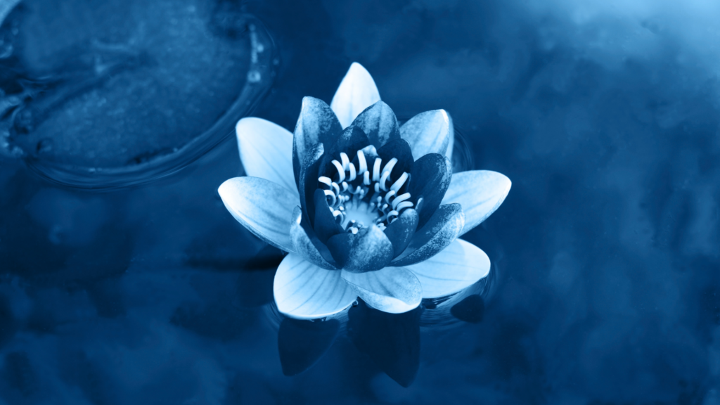 Blue Lotus Floating In Still Water
