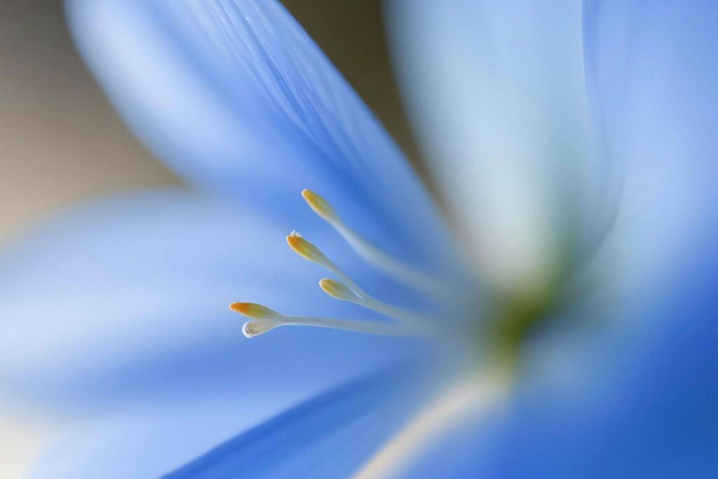 Blue Lotus Flower