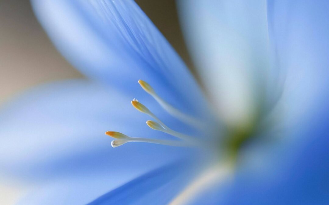 Blue Lotus Oil Vs Blue Lotus Absolute: What’s The Difference?