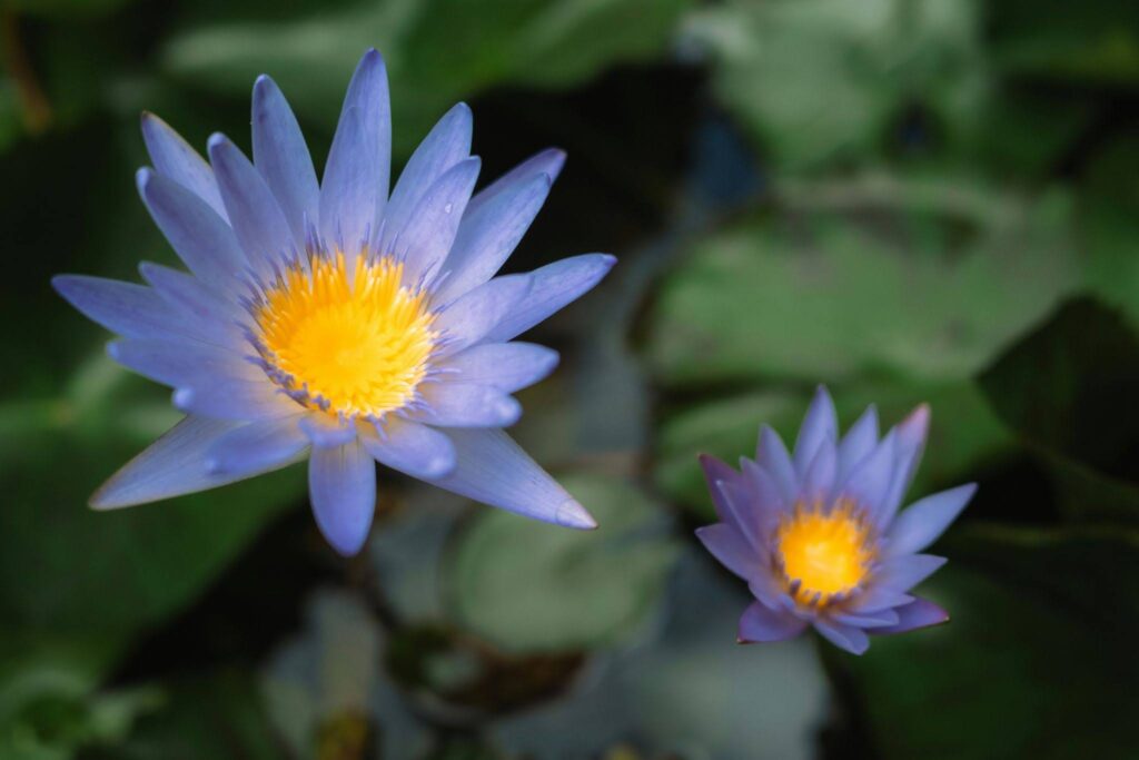 Blue Lotus Flower