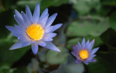 Blue Lotus Dosing Guide: How Much To Use Per FormatÂ