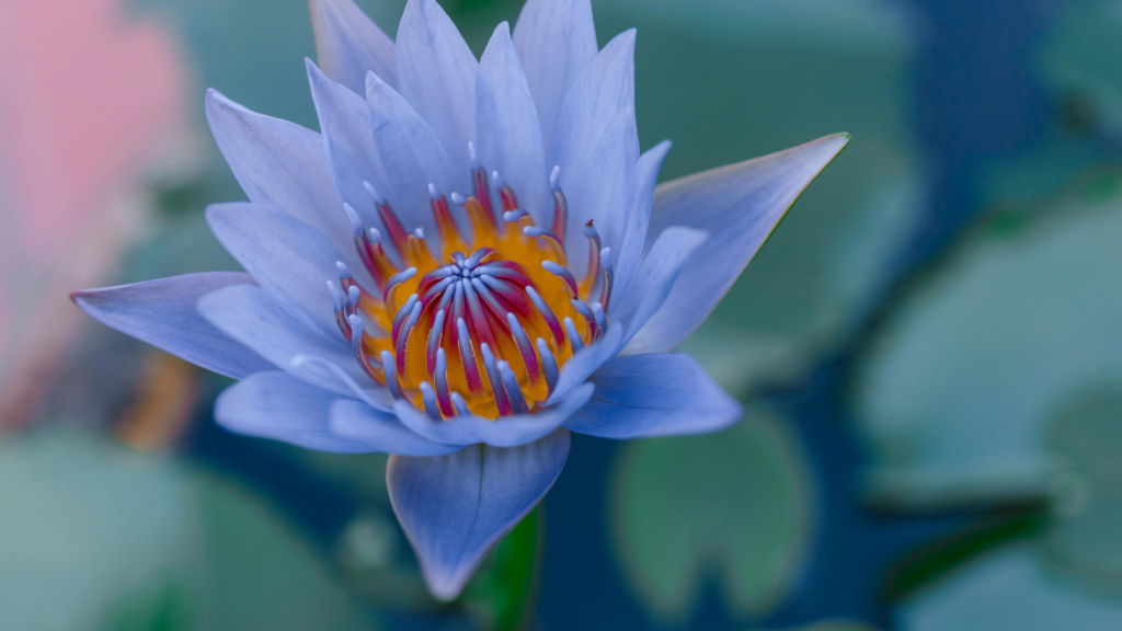 Blue Lotus Flower For Evening Rituals
