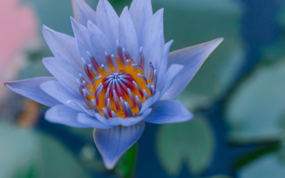 What Is Blue Lotus? A Guide To The Sacred Flower And Its Uses