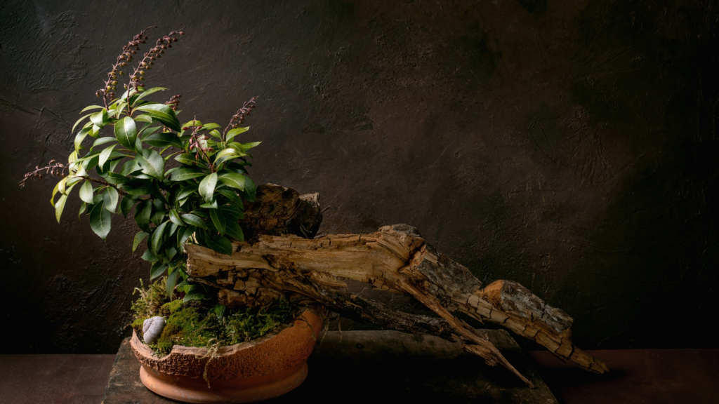 Botanical Plant For Mindful Wellness Practices