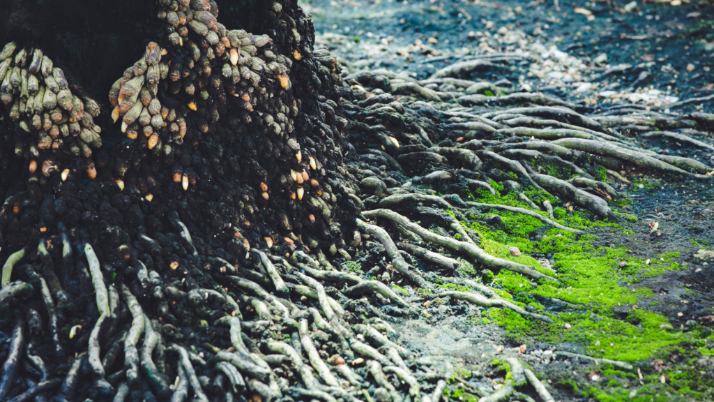 Kava Root System In Natural Habitat