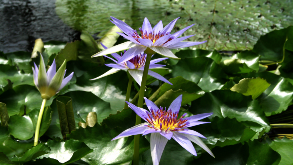 Nymphaea Caerulea Blooming In Pond