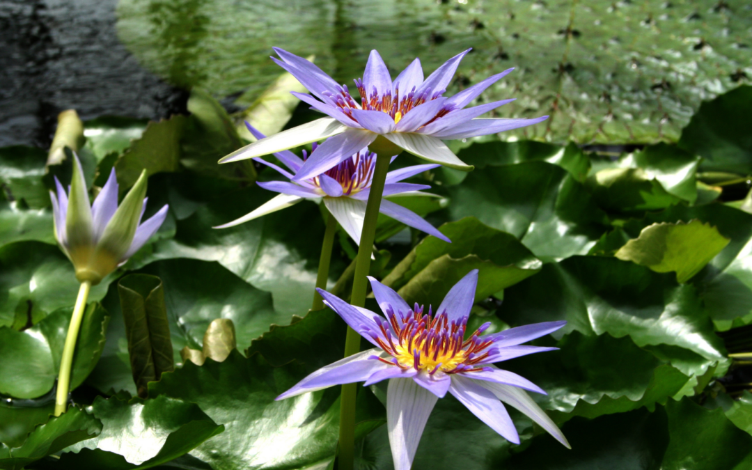 What Is Nymphaea Caerulea? The Complete Botanical Guide