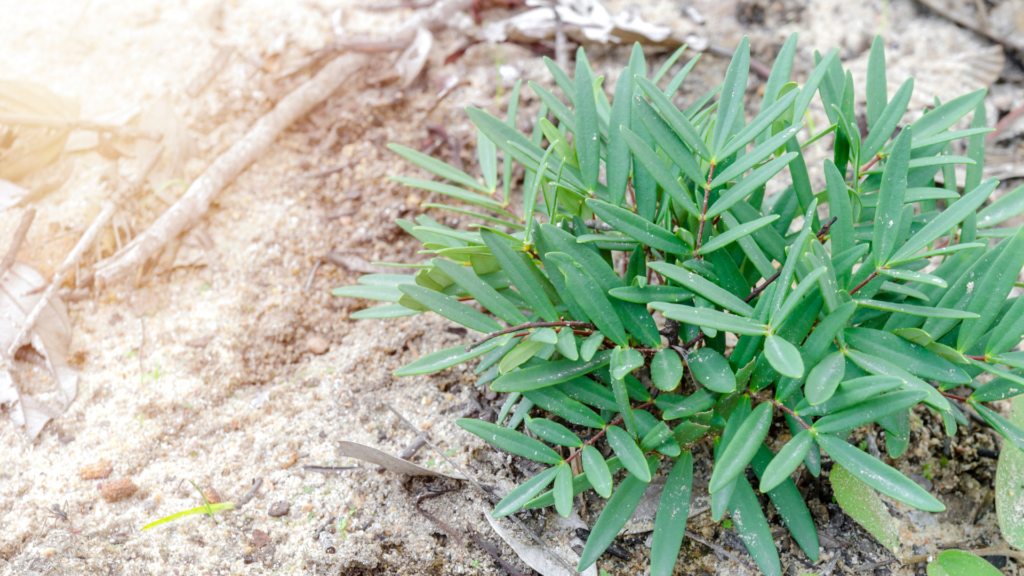 Tongkat Ali Plant Growing Naturally