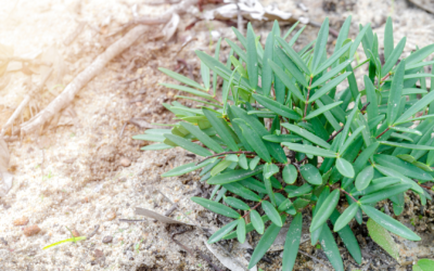 Tongkat Ali Tincture: Benefits, Dosing, And How To Use