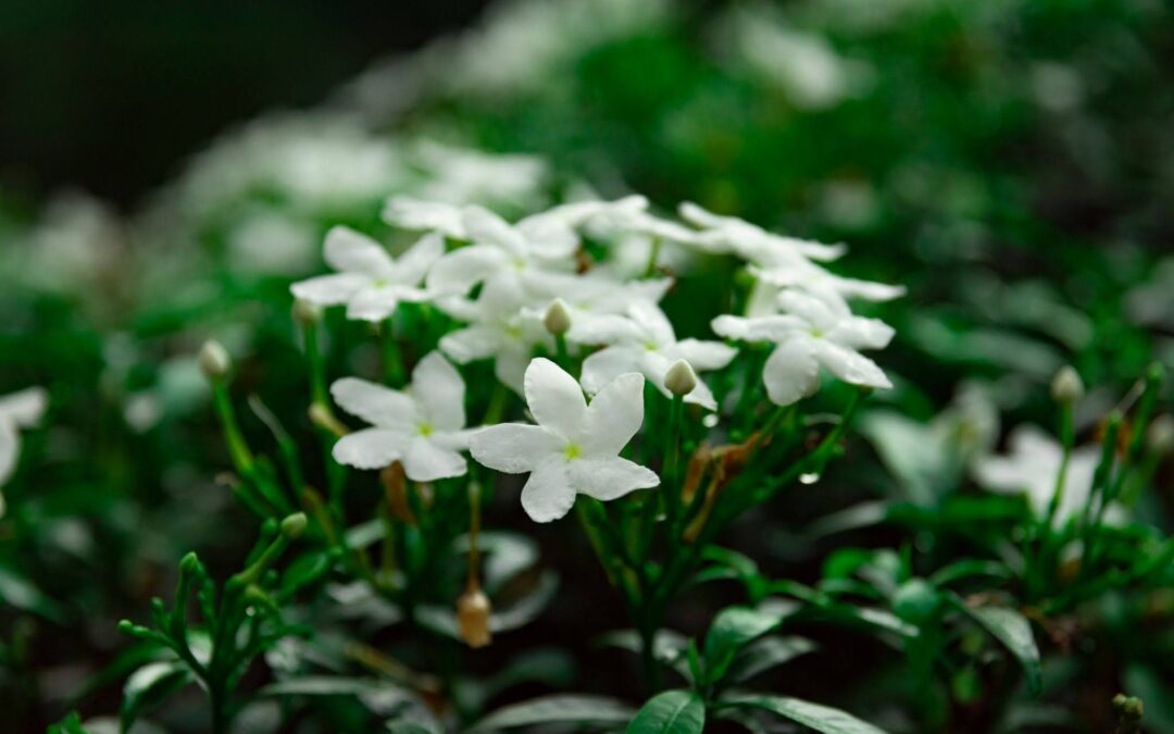 Jasmine Absolute: Types, Uses, And How To Choose